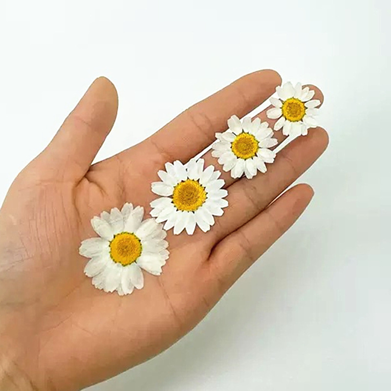 100 szt. Naturalne Białe Krysz – Gardening Tools Diy recenzja i cena